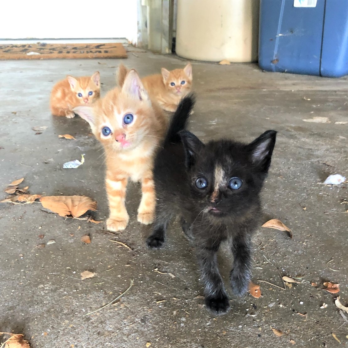 Small Lives Matter Kitten Rescue Kitten Rescue 