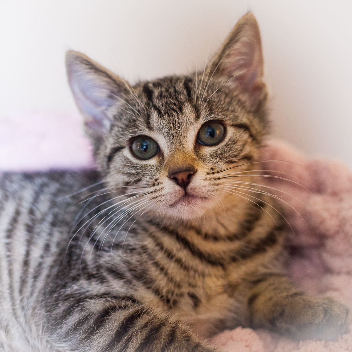 Adopt | Small Lives Matter Kitten Rescue