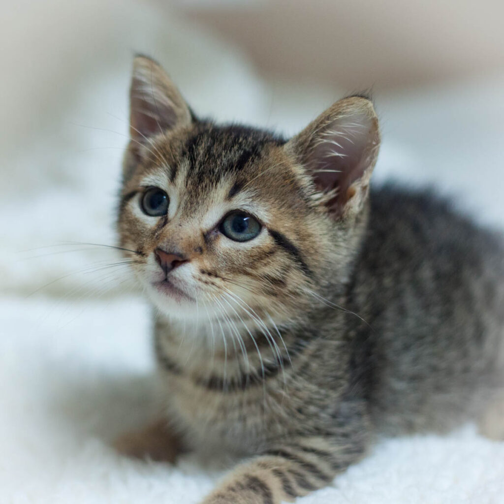 Adopt | Small Lives Matter Kitten Rescue