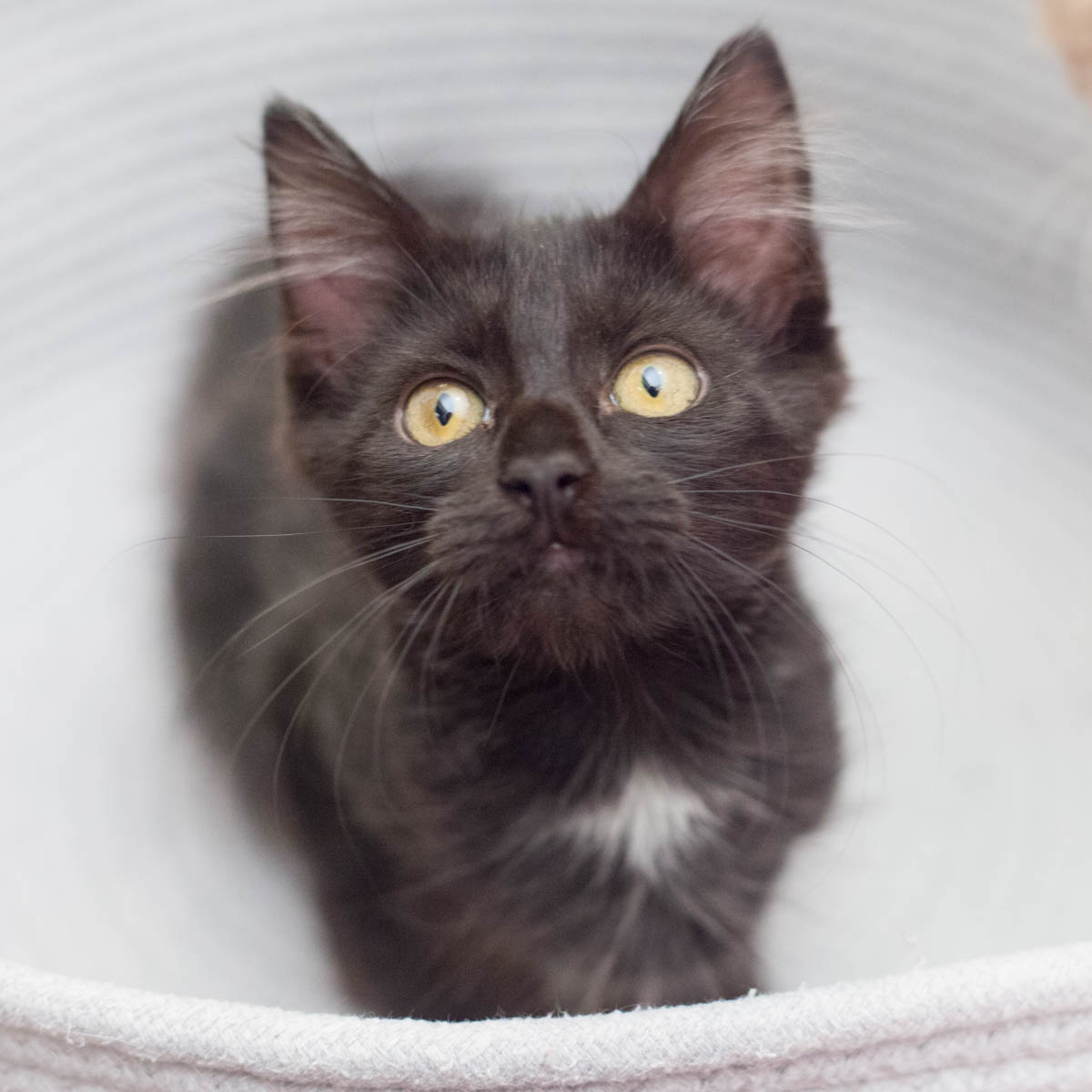 Adopt | Small Lives Matter Kitten Rescue