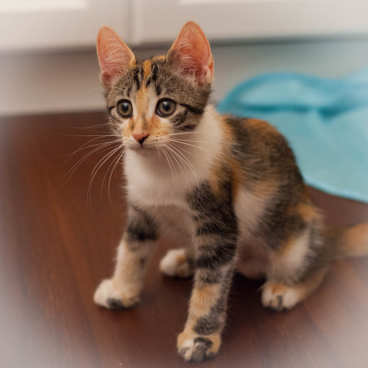 Adopt | Small Lives Matter Kitten Rescue