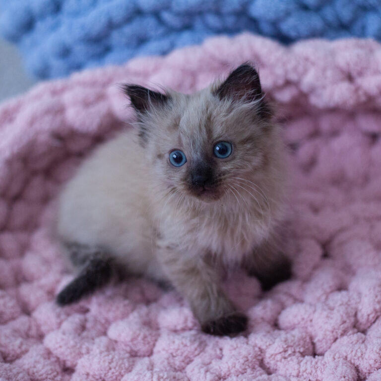 Adopt Small Lives Matter Kitten Rescue