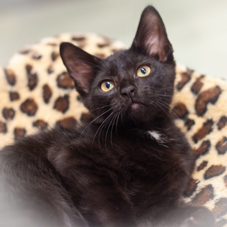 Adopt – Small Lives Matter Kitten Rescue